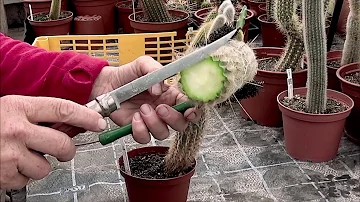 Was passiert wenn man einen Kaktus abschneidet?