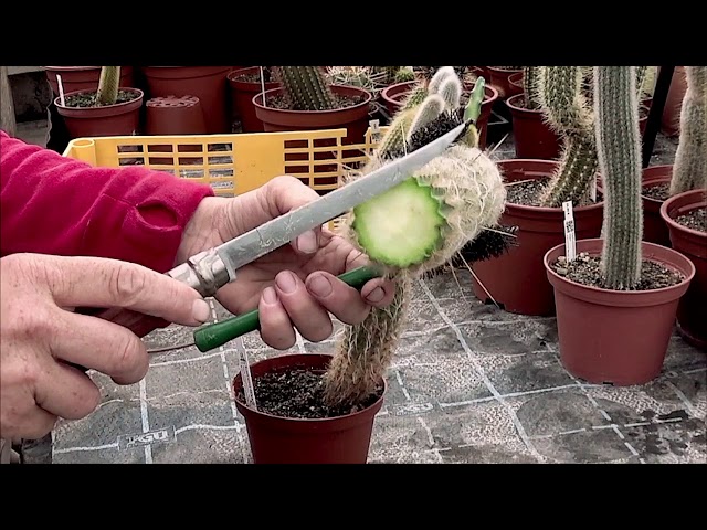 Cutting and propagating cacti from cuttings - YouTube
