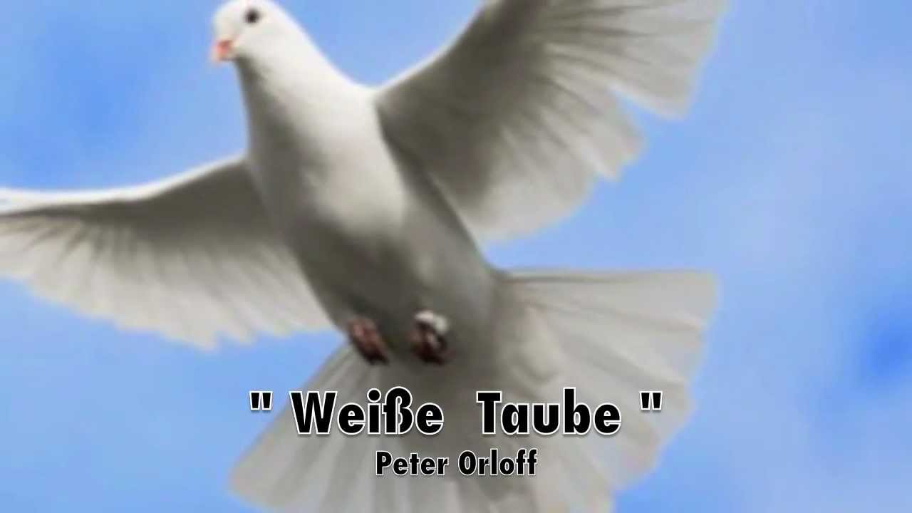 Weisse Taube Peter Orloff Pigeon Music Animals