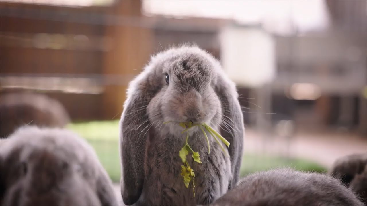 ברוכים הבאים לכפר הארנבונים בחוות נגר