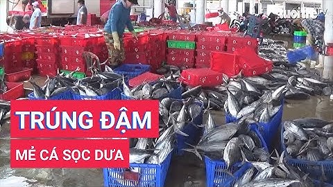 Đầu năm mới ngư dân Khánh Hòa trúng rất đậm cá sọc dưa