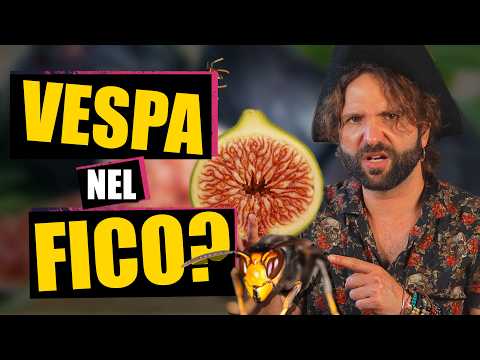 The tale of the fig and the wasp