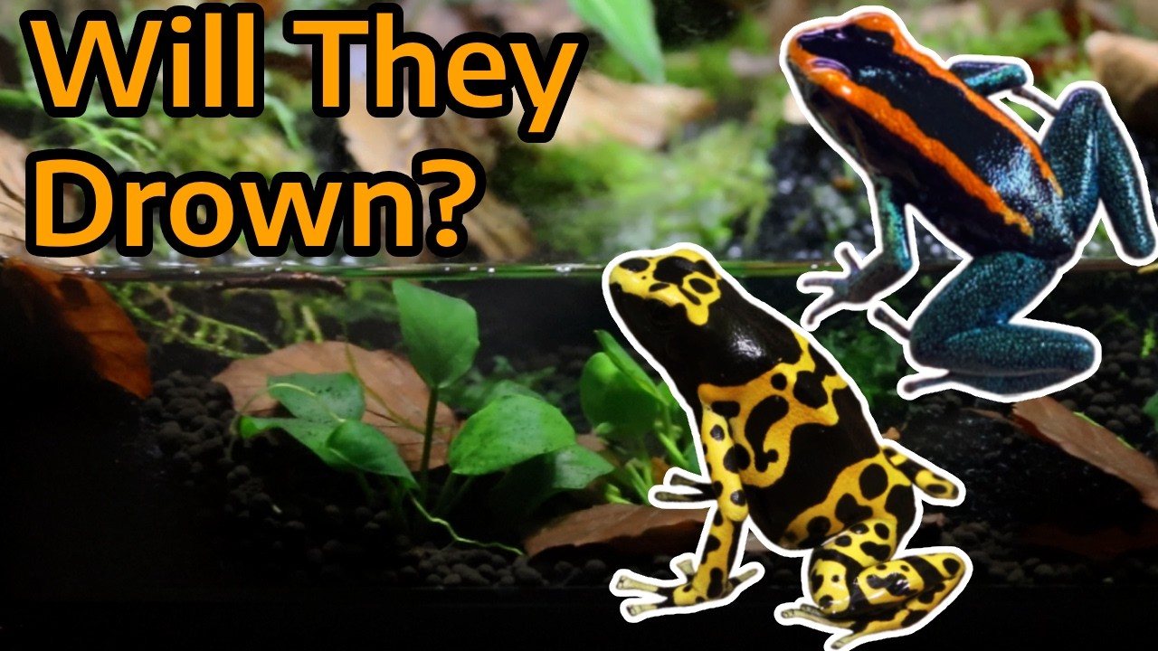 Dart Frogs in Paludariums — The Truth about Water Features