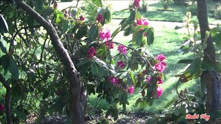 La roseraie du Berland un avant goût de la floraison 4 Mai 2024 à Saint-Victor sur Loire
