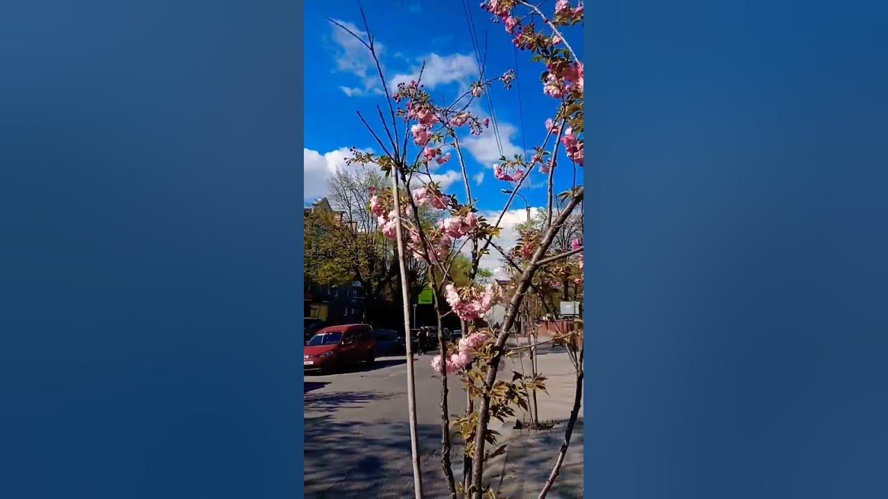 Квітуча сакура - YouTube