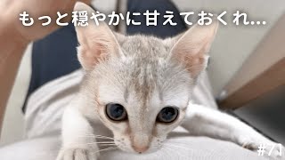 The Kitten That Jumps on the Owner Because She Wants to Act Sweet Is Cute. 【Singapura】