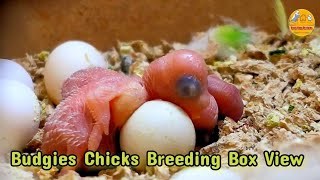 Budgies Chicks Breeding Box progress | Budgies Aviary Progress | Budgies Parrot