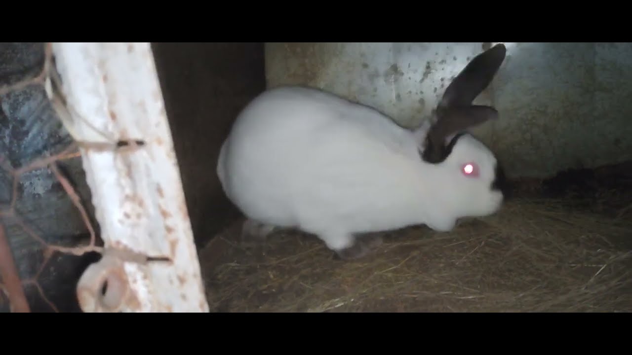 Iepurii care îi mai am 2026🐰🐰