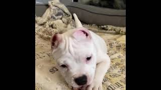 Pitbulls Being Wholesome EP  6   Funny and Cute Pitbull Compilation