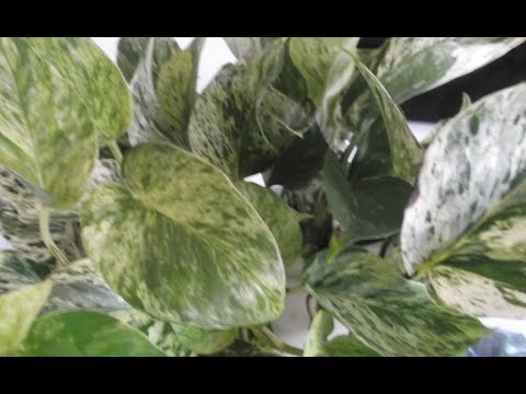 Make your Pothos Plant fuller
