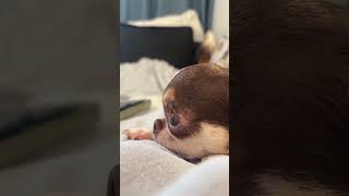 Edison funny dogs jajajajaja si 🪅🐾😜🤪😂🤣🥳🤪🏆📢