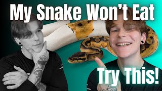 How To Solve The Most Common Pet Reptile Problems!