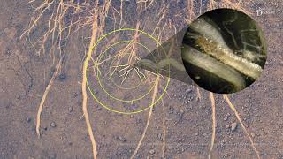 When corn calls for help, nematodes come to the rescue
