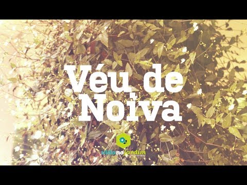Véu de noiva