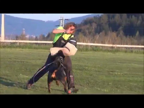 GREIF Nivanus 2 years - obedience and protection