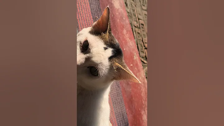 Video 11832681: kitten cutecat pets meow, cat meow pets cutecat, bath cat kitten cutecat, pets meow funny cutecat, kitten meow love pets, pets meow cute kitten, cute cat sun bathing