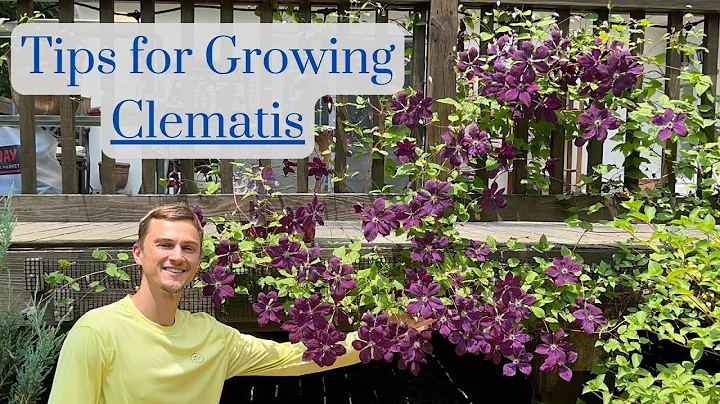 CLEMATIS Tips: How to Grow lots of Flowers, Complete Tutorial - DayDayNews