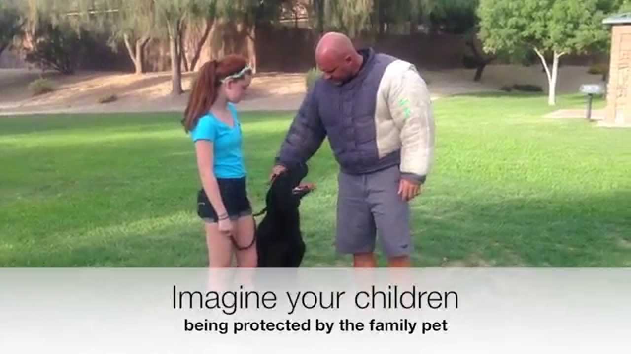 protection dogs for sale