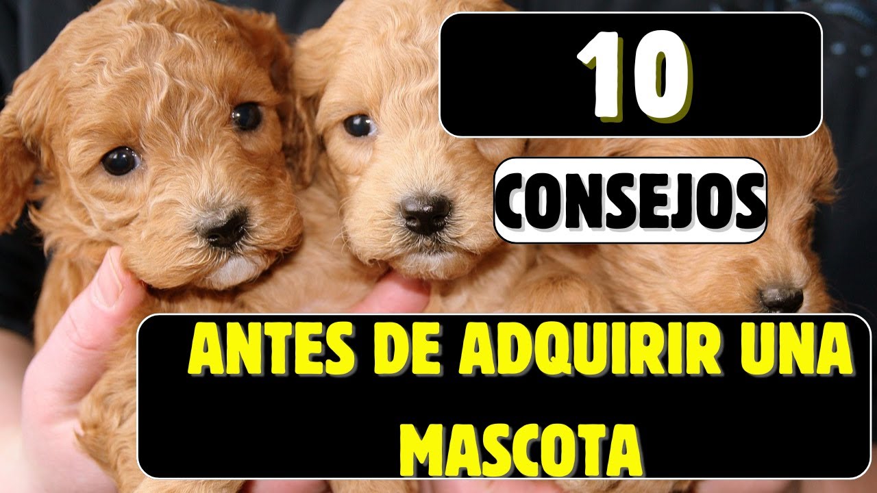 10 CONSEJOS que debes tener en cuenta antes de adquirir una MASCOTA