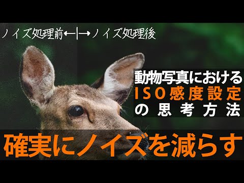 【ビギナー脱却撮影術】井上流動物撮影の設定の思考〈ISO感度編〉
