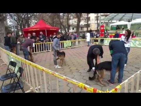 Видео: Как се провеждат изложби за кучета