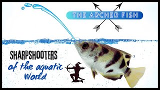 Archer Fish: Nature's Sharpshooting Water Gun