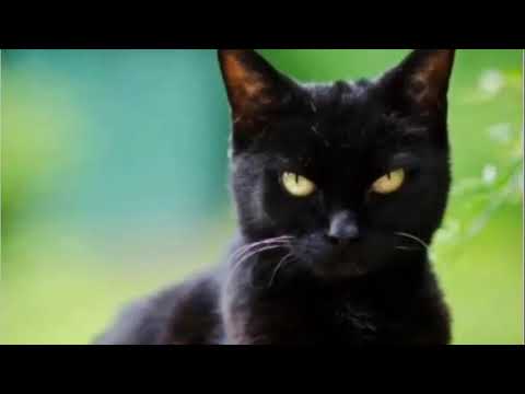 FASIRKA RIYADA BISADA YAANYUURTA MUKULASHA KU WEERAREYSA