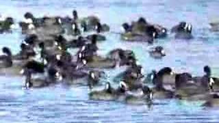 Coots screenshot 5