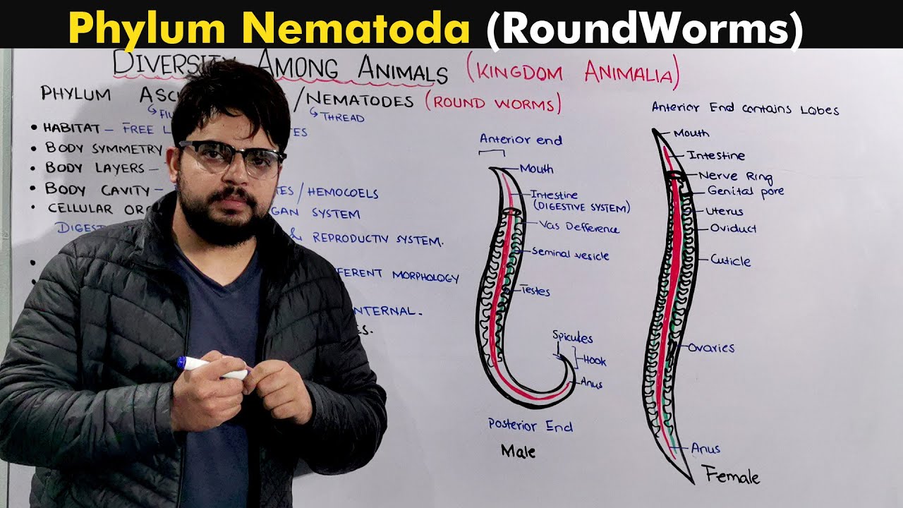 Roundworms In Rabbits Roundworms Diagram