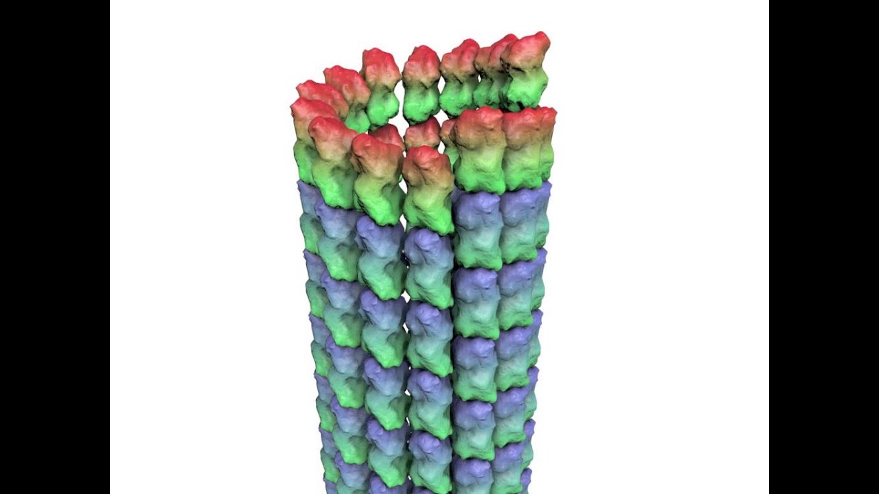 Berkeley scientists discover Taxol's effect on cells' microtubules