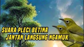 Download lagu Suara pleci betina jantan langsung ngamuk gacor