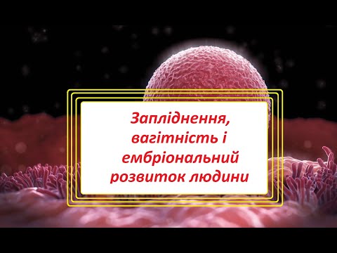 Запліднення, вагітність і ембріональний розвиток людини