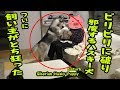 ビリビリに破り、飼い主に雑誌を読まさないハスキー犬 Husky Puppy