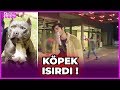 Burak Deniz'i Köpek Isırdı