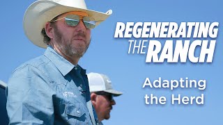 How We Are Adapting Our Cow Herd To Regenerative Ag - Regenerating the Ranch Episode 2