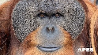 Center for Great Apes (orangutans and chimpanzee sanctuary)