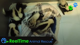 PT 1 Skunk Sibling Squabbles: When Baby Skunks Meet for the First Time | Indiana Skunk Rescue