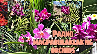 Paano magpabulaklak ng orchids ng sabay sabay / effective fertilizer sa orchids.