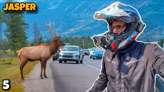 DEER CANADA - Canmore To Jasper Ride 🇨🇦