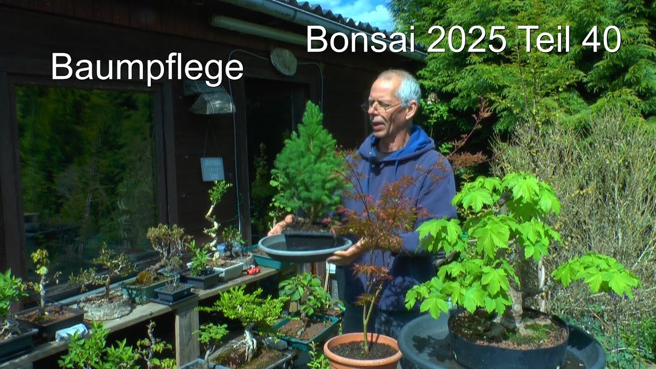 Bonsai 2025 Teil 40 Bergahorn in der Pflege. Ginkgo Biloba Sämlinge und mehr zur Pflege