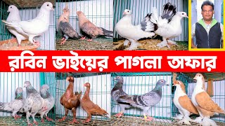 রবিন ভাইয়ের পাগলা অফার,ফেন্সি,গিরিবাজ,দেশি গোল্লা,পাকিস্তানি গোল্লা,সিরাজি,কিং কবুতর কিনুন