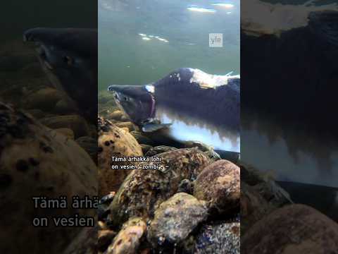 Video: Itämeren lohi: elämäntapapiirteet ja kalastus