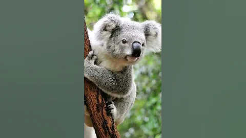 Коалы кричат, рычат, хрюкают и чихают🐨