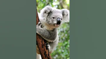 Коалы кричат, рычат, хрюкают и чихают🐨