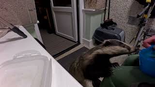 Biscuit the Badger and Friends. by ian stephens 957 views 1 month ago 8 minutes, 40 seconds