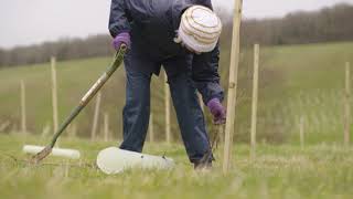 The Newest Community Woodland At Houghton Conquest In The Forest Of Marston Vale