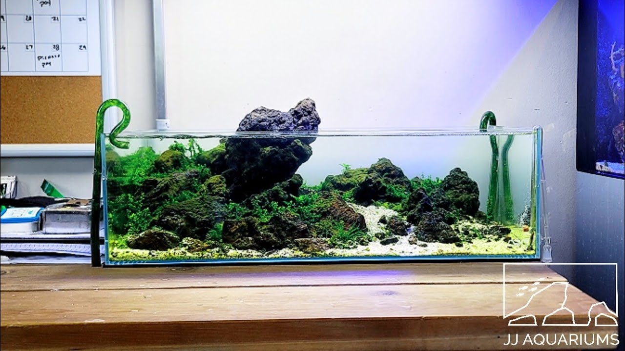 Update Ada 60f Shimp Aquarium You