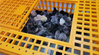 Amazon Poultry Transport Crate | Review & Assembly