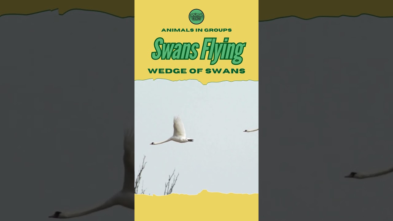 Animal Gangs: Swans Flying     