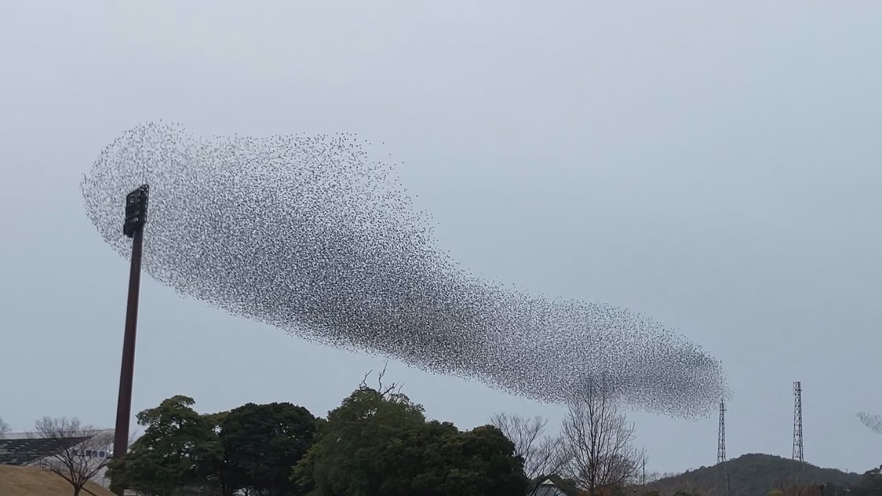 A large flock of wild birds is seen undulating in the sky above
